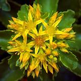 Complex Yellow Flower_53818